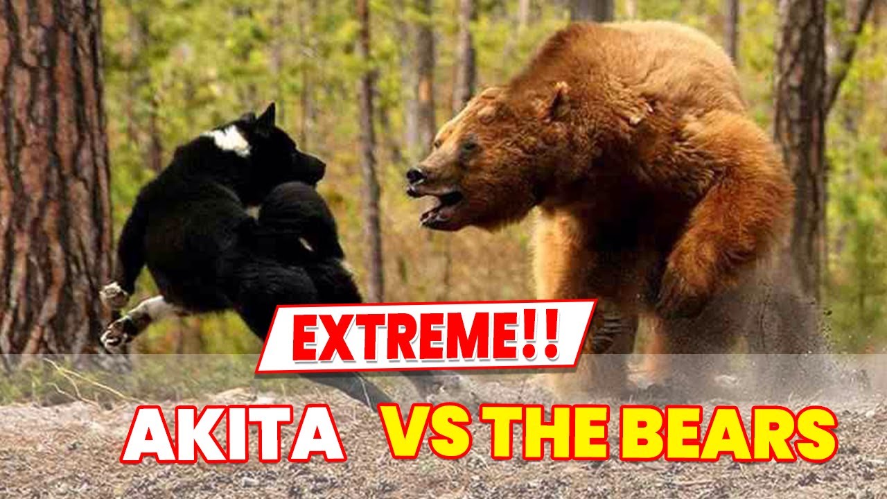 Akita versus the bears in the forest